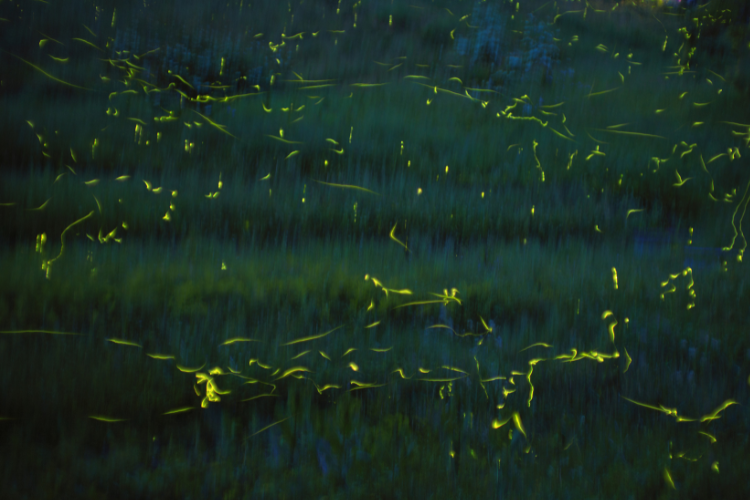 Fireflies in Jericho